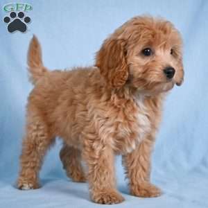 Lilly, Cavapoo Puppy